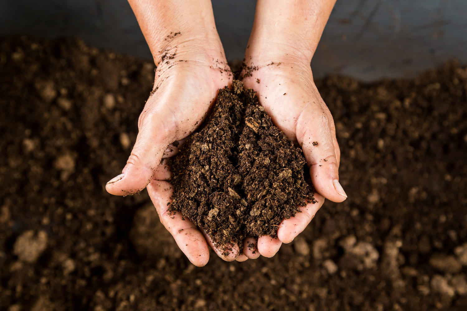 compost verduras