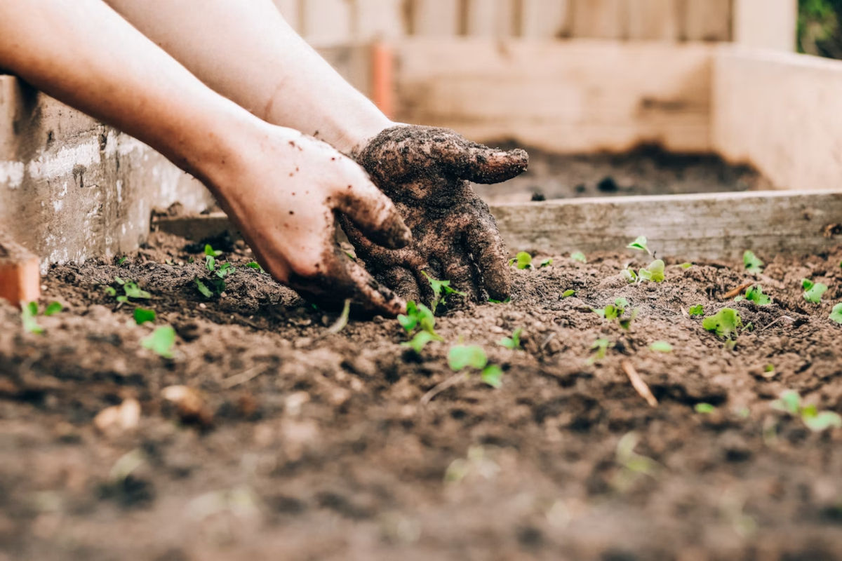 Manos trabajando la tierra en un jardín