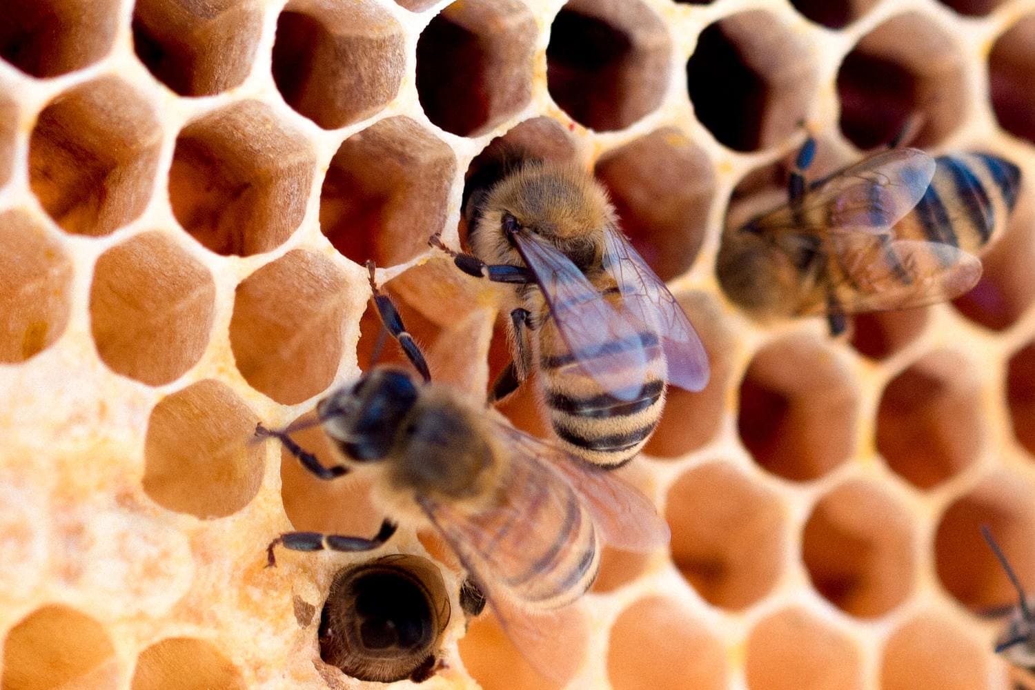 miel granada abejas