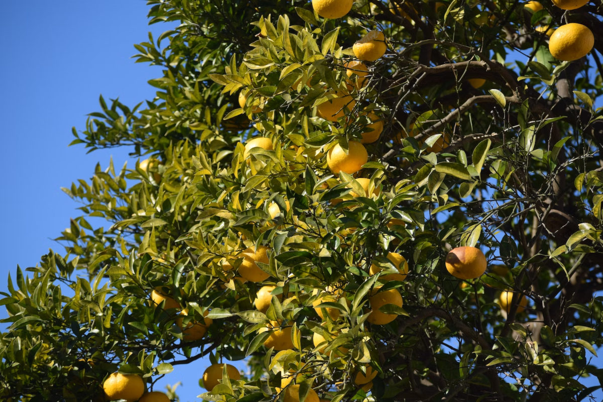 Árbol de Yuzu