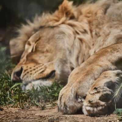 Awimoweh, Awimoweh... El león duerme esta noche