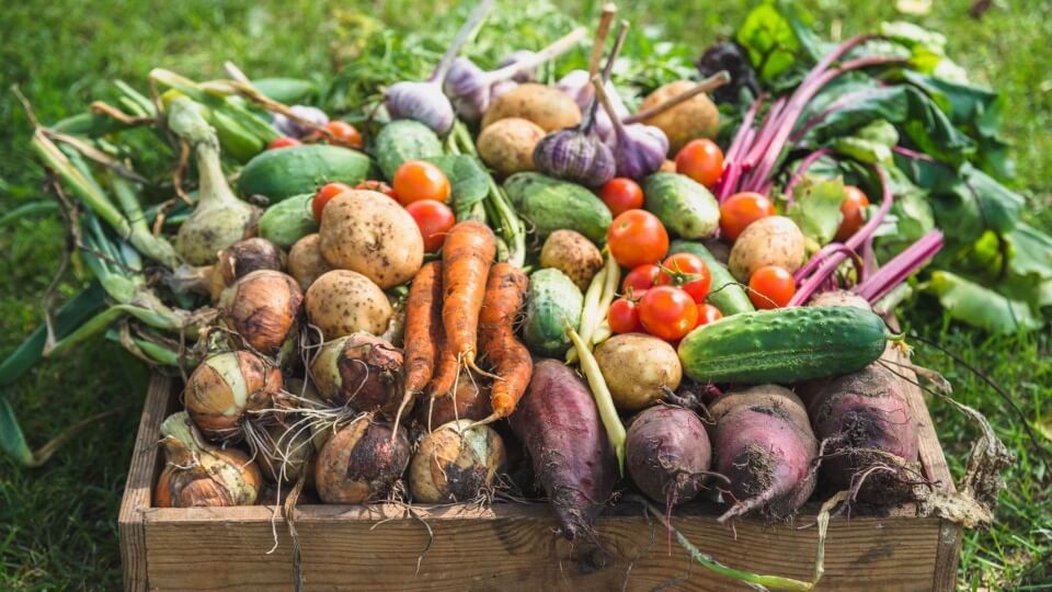 De la huerta al mercado: una ruta que sabe a campo y a kilómetro cero